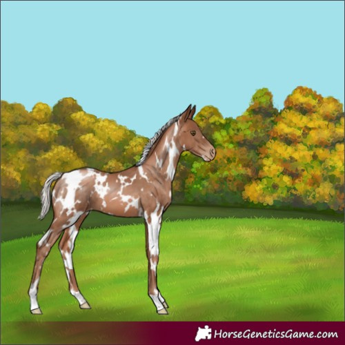 Horse Color:White Spotted Silver Brown Pearl 