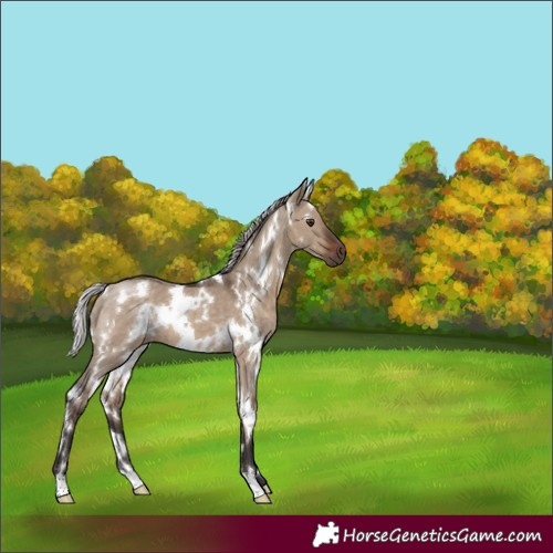 Horse Color:White Spotted Silver Brown Dun 