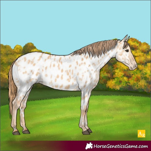 Horse Color:Red Dun Appaloosa and Red Dun Appaloosa