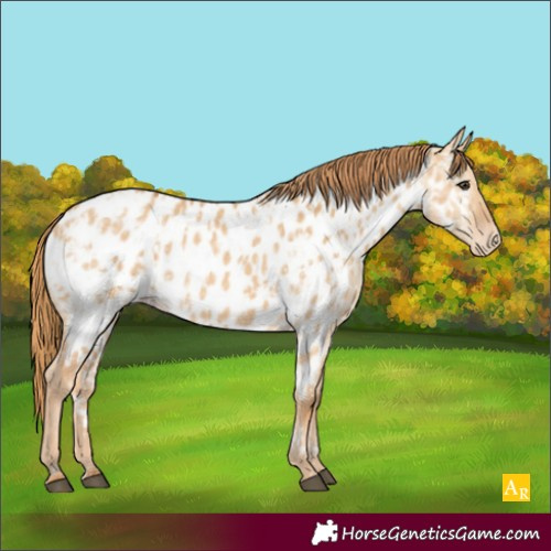 Horse Color:Red Dun Appaloosa  and Red Dun Appaloosa 