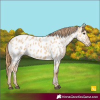 Horse Color:Red Dun Appaloosa  and Red Dun Appaloosa 