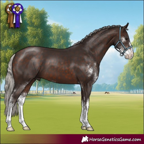 Horse Color:Silver Brown Sabino 