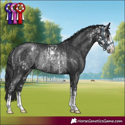 Horse Color:Black Sabino Rabicano and Black Rabicano