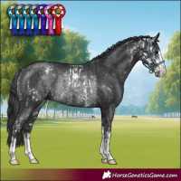 Horse Color:Black Sabino Rabicano and Black Rabicano