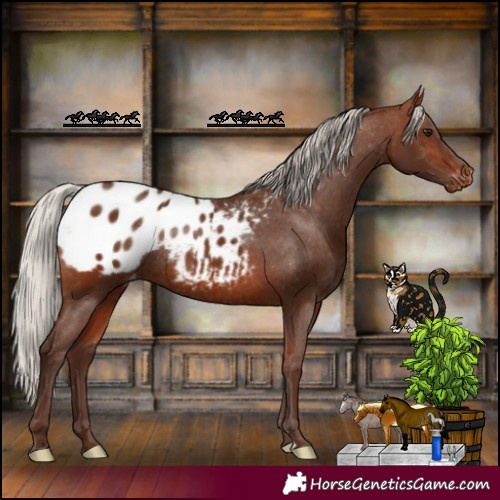 Horse Color:Silver Brown Appaloosa Rabicano 