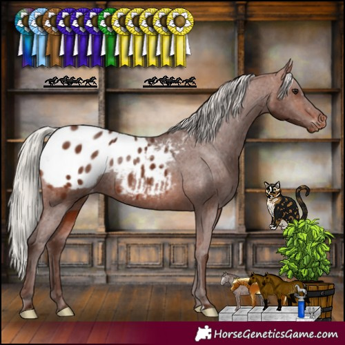 Horse Color:Silver Brown Blanket Rabicano 