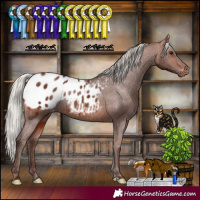 Horse Color:Silver Brown Appaloosa Rabicano 