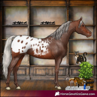 Horse Color:Silver Brown Appaloosa Rabicano