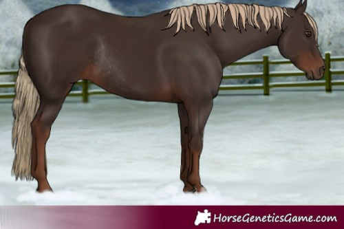 Horse Color:Liver Chestnut Rabicano 