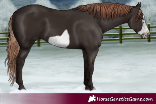Horse Color:Liver Chestnut Frame Rabicano 