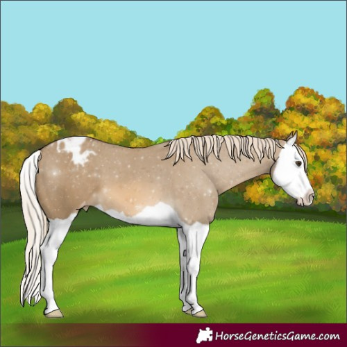 Horse Color:Chocolate Palomino Dun Splash Appaloosa 