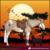 Horse Color:Chocolate Palomino Dun Splash Varnish 