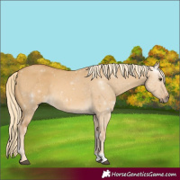 Horse Color:Palomino Dun 