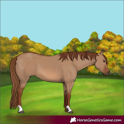 Horse Color:Red Dun