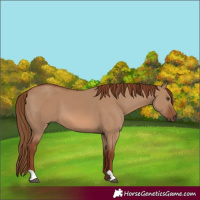 Horse Color:Red Dun 