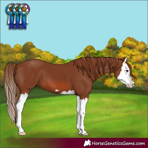 Horse Color:Chestnut Splash 