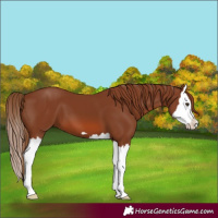 Horse Color:Chestnut Splash