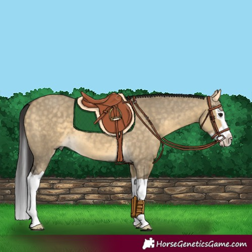 Horse Color:Buckskin Dun Splash 