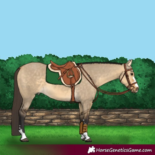 Horse Color:Buckskin Dun 