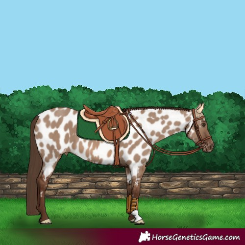 Horse Color:Red Dun Appaloosa 