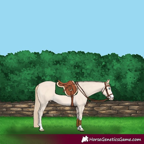Horse Color:Perlino 
