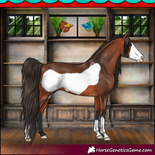 Horse Color:Bay Frame 