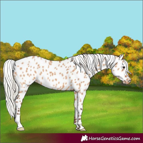 Horse Color:Silver Bay Dun Appaloosa 