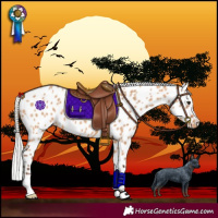 Horse Color:Silver Bay Dun Leopard