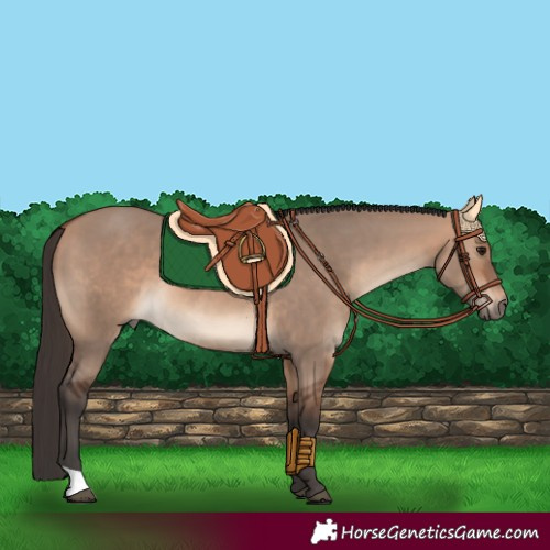 Horse Color:Bay Dun