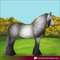 Horse Color:Gray Bay 