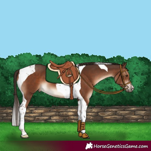 Horse Color:Liver Chestnut Tobiano 