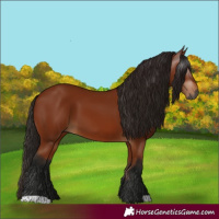 Horse Color:Gray Bay 