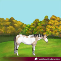 Horse Color:White Spotted Bay Dun Frame 