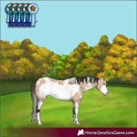 Horse Color:White Spotted Bay Dun Frame 
