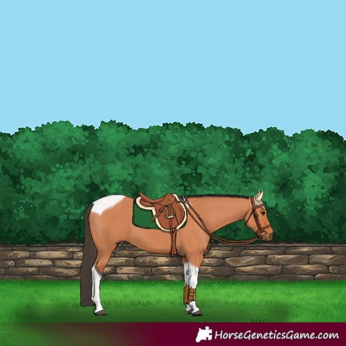 Horse Color:Bay Tobiano