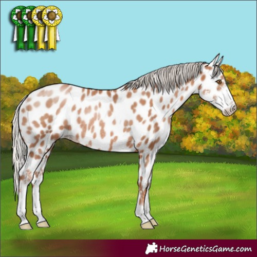 Horse Color:Silver Black Pearl Sabino Appaloosa Rabicano 