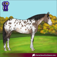 Horse Color:Brown Dun Sabino Appaloosa 