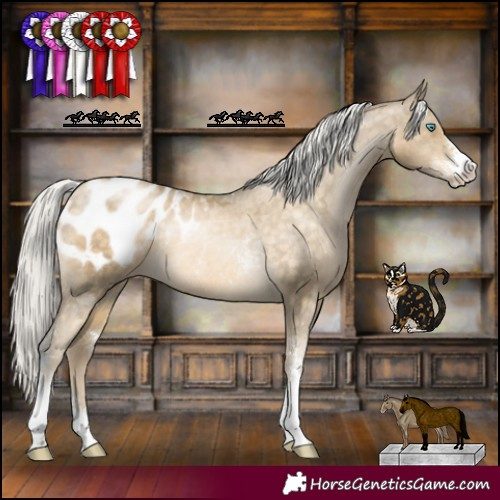 Horse Color:Silver Buckskin Pearl Sabino Appaloosa Rabicano 