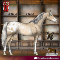 Horse Color:Silver Buckskin Pearl Sabino Appaloosa Rabicano