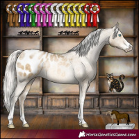 Horse Color:Silver Buckskin Pearl Sabino Appaloosa Rabicano 