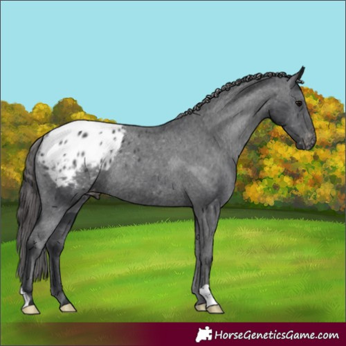 Horse Color:Black Appaloosa Rabicano 