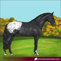 Horse Color:Black Appaloosa Rabicano 