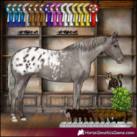 Horse Color:Silver Black Appaloosa Rabicano and Liver Chestnut Appaloosa Rabicano