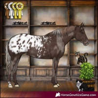 Horse Color:Silver Black Appaloosa Rabicano  and Liver Chestnut Appaloosa Rabicano 