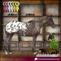 Horse Color:Silver Black Appaloosa Rabicano and Liver Chestnut Appaloosa Rabicano