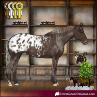 Horse Color:Silver Black Appaloosa Rabicano and Liver Chestnut Appaloosa Rabicano