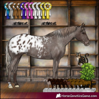 Horse Color:Silver Black Appaloosa Rabicano and Liver Chestnut Appaloosa Rabicano