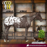 Horse Color:Silver Black Appaloosa Rabicano  and Liver Chestnut Appaloosa Rabicano 