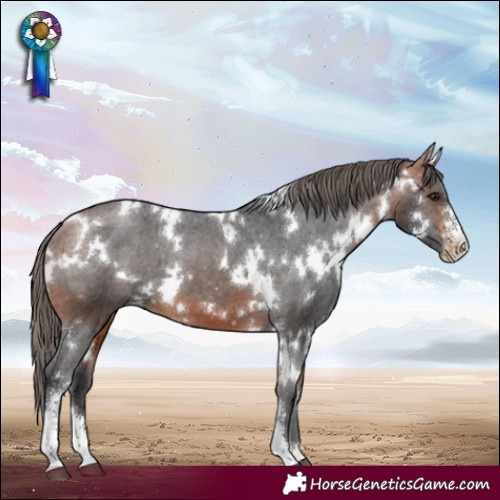 Horse Color:White Spotted Bay Sabino Appaloosa 
