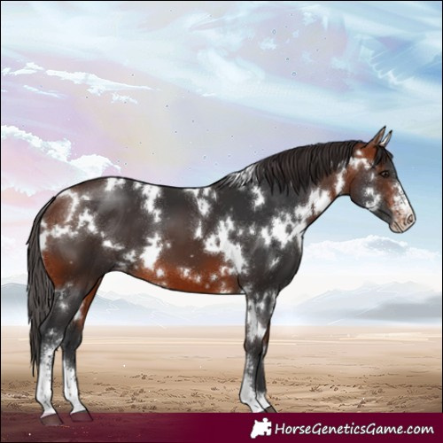 Horse Color:White Spotted Bay Sabino Appaloosa 
